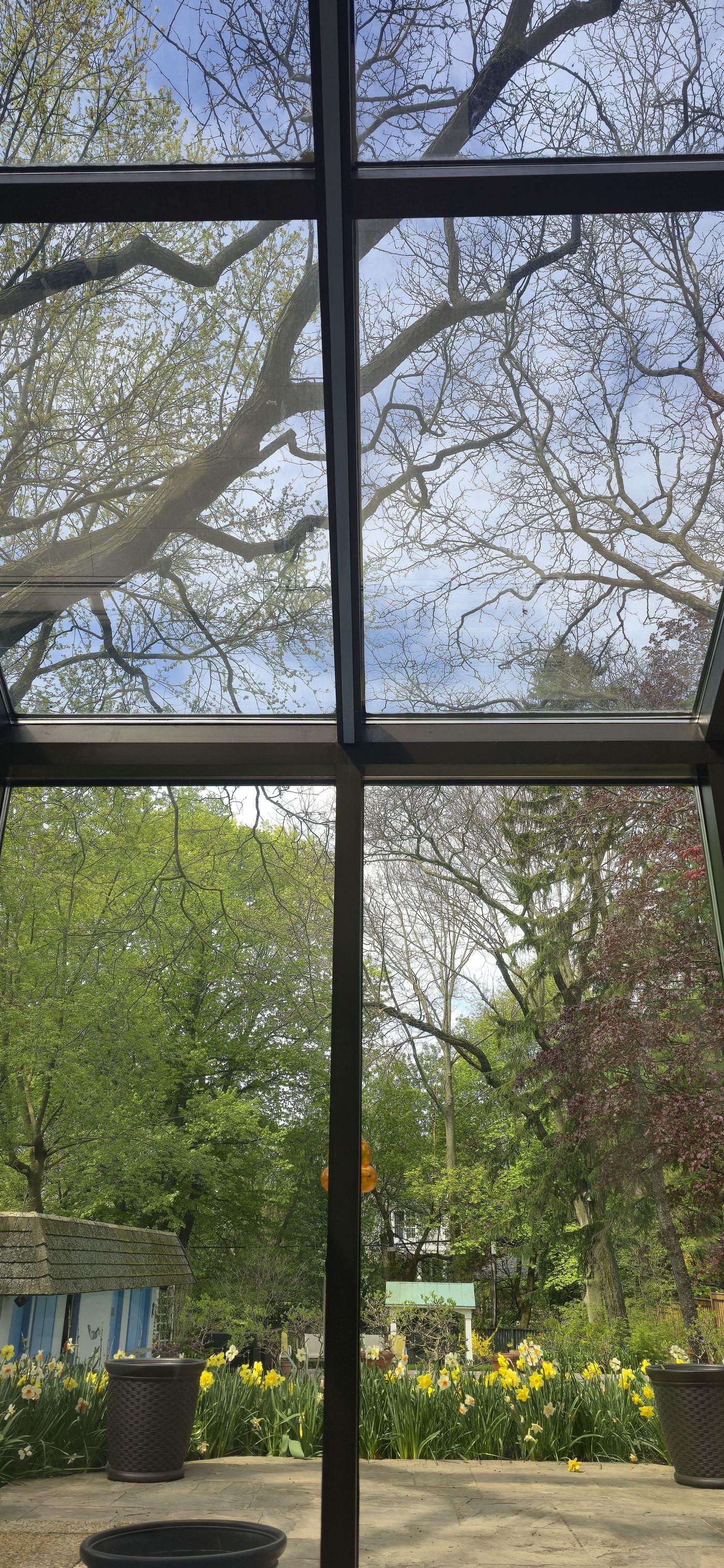 Tree canopy viewed through windows with solar film
